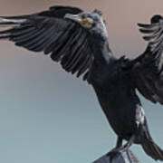 Winged Cormorant Poster