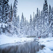 Winter Forest Poster