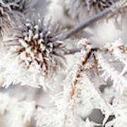 Winter Frost On A Garden Thistle Close Up Poster