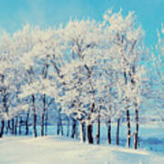 Winter Landscape - Snowy Beautiful Poster