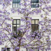 Wisteria In Canning Place Kensington Poster