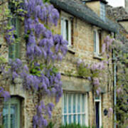 Wisteria In Burford Poster