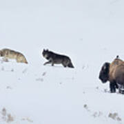 Wolves In Yellowstone Poster