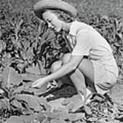 Woman Working In Garden Poster