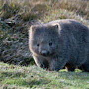 Wombat Poster