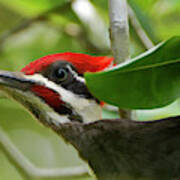Woodpecker Portrait Poster