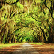 Wormsloe Plantation Oaks Poster