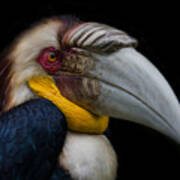 Wreathed Hornbill Poster