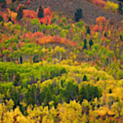 Wyoming Fall Colors 1 Poster