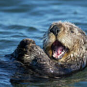 Yawning Sea Otter Poster