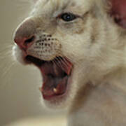 Yawning White Tiger Cub Poster