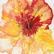 Yellow And Red Hibiscus Poster