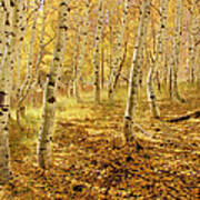 Yellow Aspen Trees In The Fall In The Poster