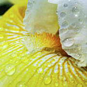 Yellow Flower With Water Drops Poster