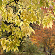 Yellow Leaves Of American Hackberry Tree 1 Poster