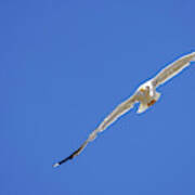 Yellow-legged Gull Flying Blue Sky Poster