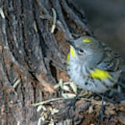 Yellow-rumped Warbler 8805-122818-1 Poster