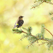 Yellow-rumped Warbler Poster