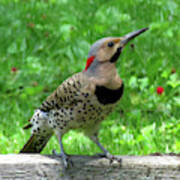 Yellow-shafted Northern Flicker Poster