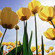 Yellow Tulips Poster