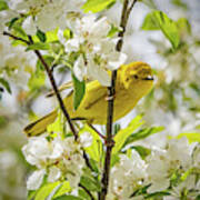 Yellow Warbler Among The Blossoms Poster