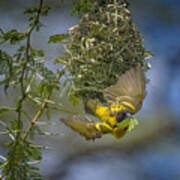 Yellow Weaver Finch Poster