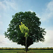 Young And Old Oak Trees Poster