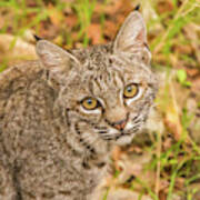 Young Bobcat Poster