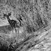 Young Buck - Palo Duro Canyon State Park, Texas Poster