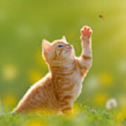 Young Cat  Kitten Hunting A Ladybug Poster