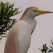 Young Egret Poster