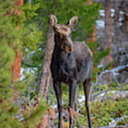 Young Moose In The Morning Forest Poster