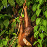 Young Orangutan Playing With Leaf Poster