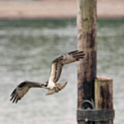 Young Osprey In Flight Poster