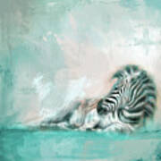Zebra At Rest Coastal Colors Poster