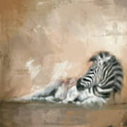 Zebra At Rest Poster