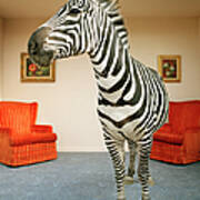 Zebra In Living Room Poster