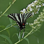 Zebra Swallowtail On Butterfly Bush Poster