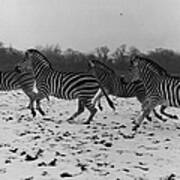 Zebras In The Snow Poster