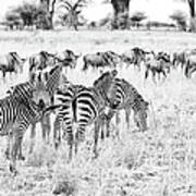 Zebras On The Serengeti, Tanzania Poster