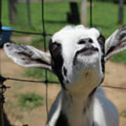 A Goat's Smile #1 Poster