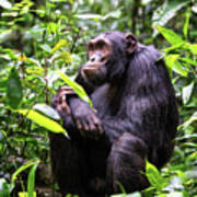 Adult Chimpanzee, Pan Troglodytes, In The Tropical Rainforest Of #1 Poster