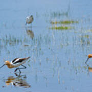 American Avocet #1 Poster