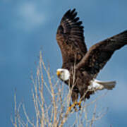 American Bald Eagle #1 Poster