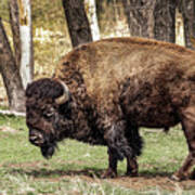 American Bison #1 Poster