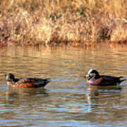American Wigeon Pair Poster