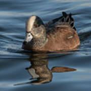 American Wigeon #1 Poster