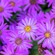 Aster Amellus Brilliant Flowers Poster