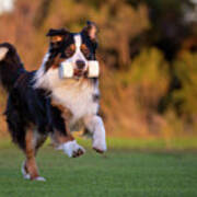 Australian Shepherd #2 Poster