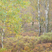 Autumn With Bilberries, Bracken And Silver Birch Trees #1 Poster